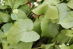 Antigonon leptopus